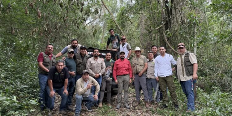 Comisión de Parques regresa a osos negros a su entorno natural